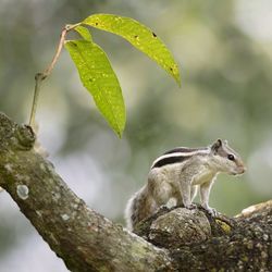 Close-up of lizard on tree branch