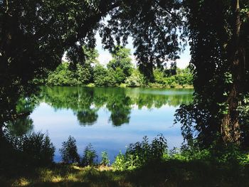 Reflection of trees in calm lake