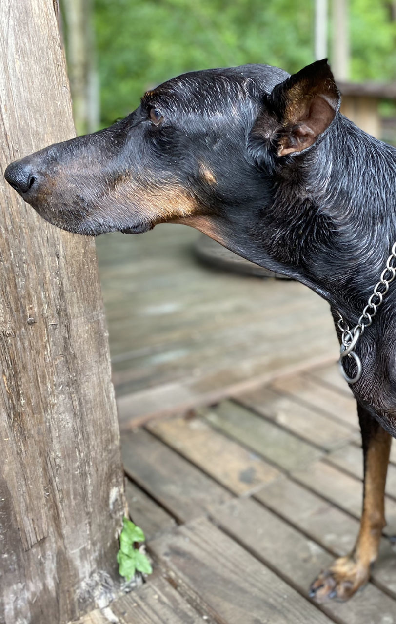 CLOSE-UP PORTRAIT OF BLACK DOG