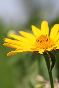 Close-up of yellow flower