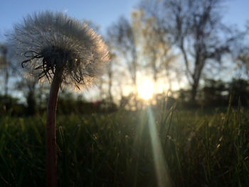 Close-up of dandelion growing on field