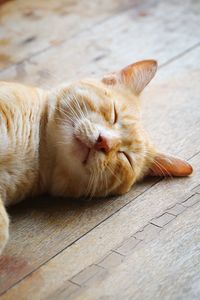 Close-up of cat sleeping on floor