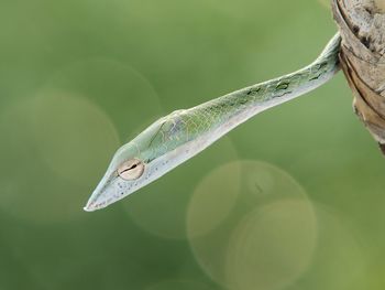 Close-up of grasshopper on leaf