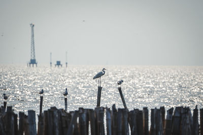Seagulls perching on wooden post in sea against clear sky