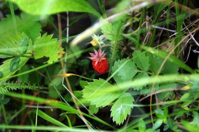 Close-up of red flowers