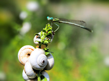 Dragonfly sitting on baby snails