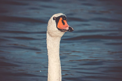 Close-up of swan in lake