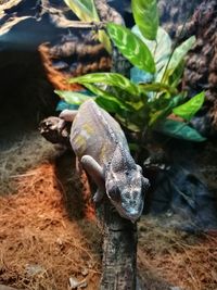 High angle view of turtle