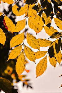 Close-up of yellow maple leaves