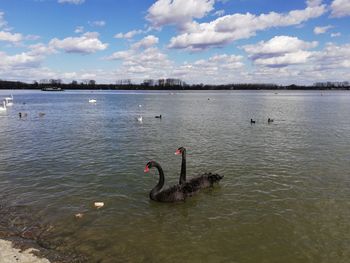 View of swans swimming in lake