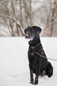 Close-up of black dog