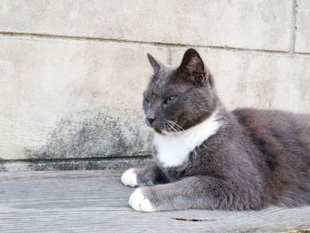 Close-up of a cat looking away