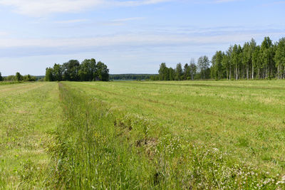 Scenic view of field against sky