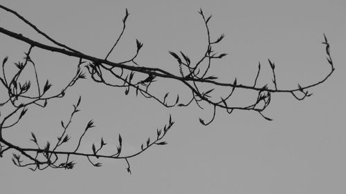 Low angle view of bare tree against clear sky