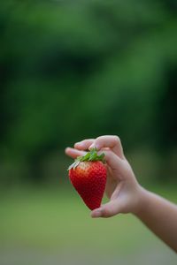 Cropped hand holding strawberry against trees