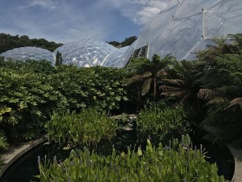 Panoramic shot of trees and plants against sky