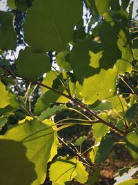 Low angle view of fresh green leaves on sunny day