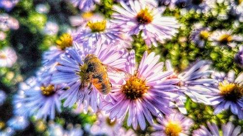 Close-up of bee pollinating on flowers