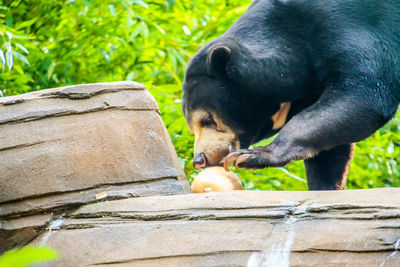 Close-up of horse eating outdoors