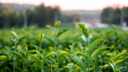 Close-up of crops growing on field