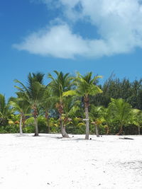 Palm trees on beach against sky