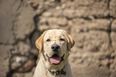 Active, smile and happy purebred labrador golden retriever dog puppy on old stone wall background