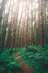 Trees in forest