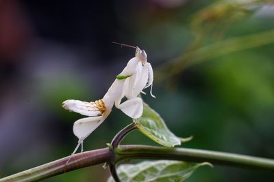 Close-up of white flower on plant