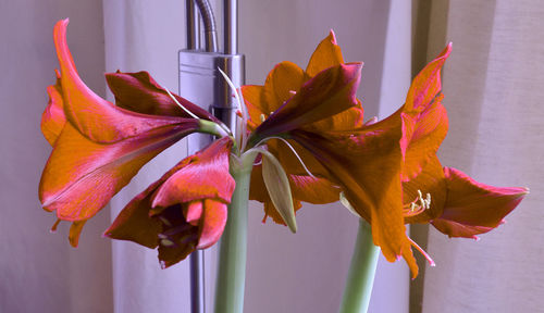 Close-up of orange rose