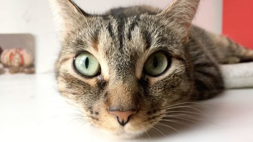 Close-up portrait of a cat