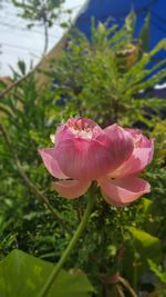 Close-up of pink flower blooming outdoors
