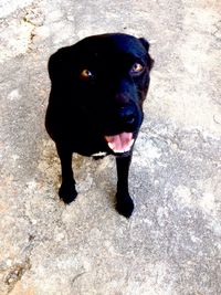 Portrait of dog standing on street