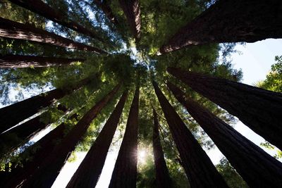 Low angle view of trees in forest against sky