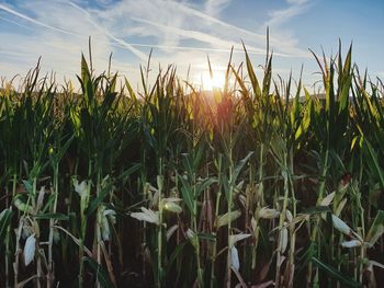 Crops growing on field against sky