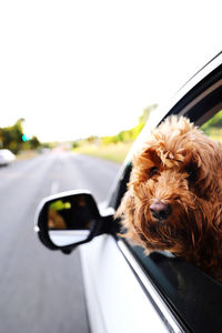 Close-up of dog in car