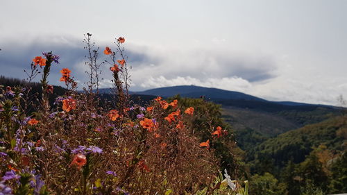 Scenic view of flowering plants against sky