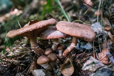 Close-up of mushroom growing on field