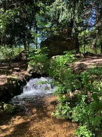 Scenic view of waterfall in forest