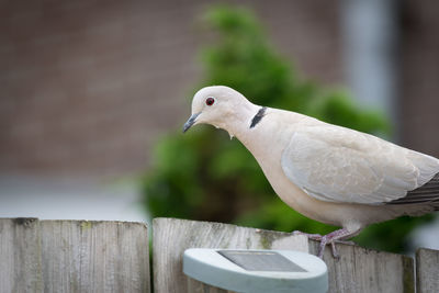 Close-up of bird perching on wood