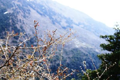 Close-up of plant against snow covered mountains