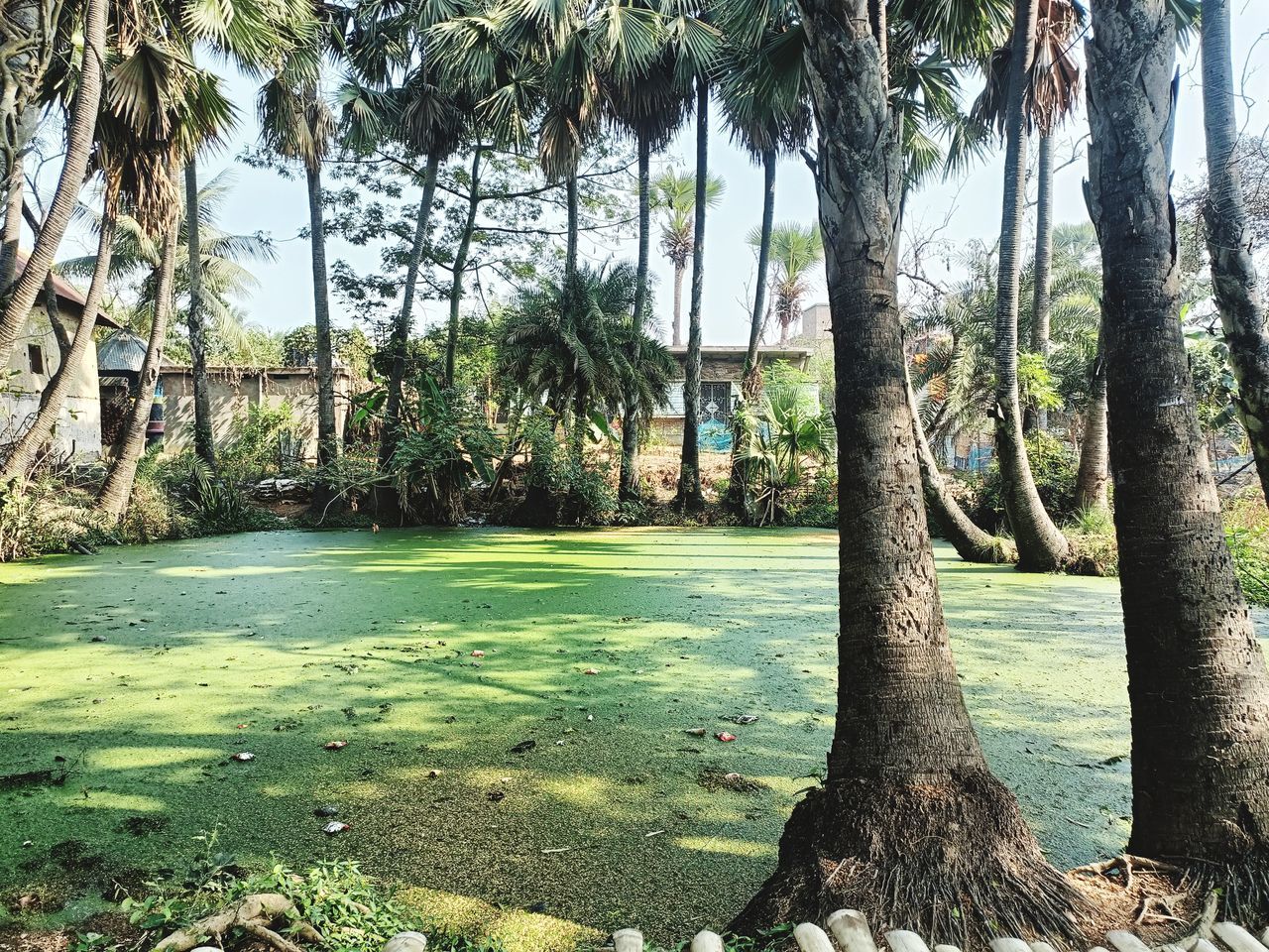 tree, plant, nature, tree trunk, trunk, tranquility, growth, day, beauty in nature, palm tree, no people, tropical climate, green, land, sunlight, water, tranquil scene, scenics - nature, outdoors, garden, grass, environment, idyllic, sky, non-urban scene, park