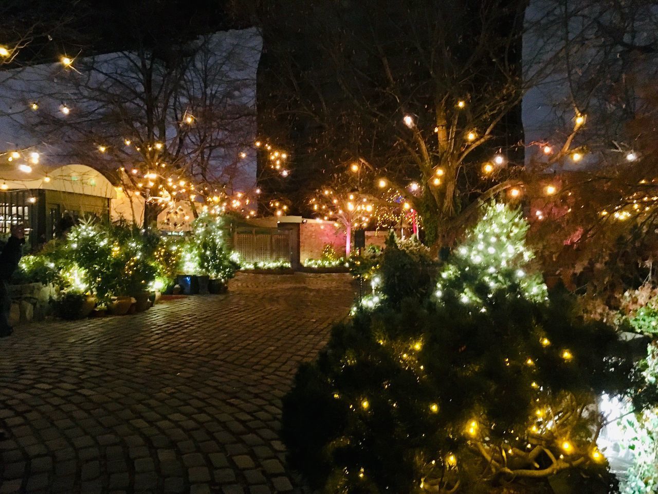 ILLUMINATED CHRISTMAS TREE ON STREET AT NIGHT