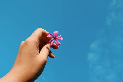 Cropped hand of woman holding flower against blue sky