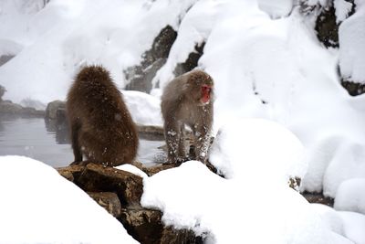 Full length of two monkeys on snow covered landscape