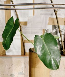 Close-up of vegetables hanging on wall