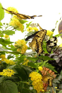 Low angle view of yellow flowers