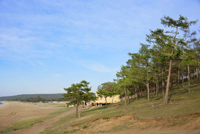 Trees on field against sky