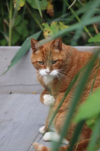 Portrait of tabby cat