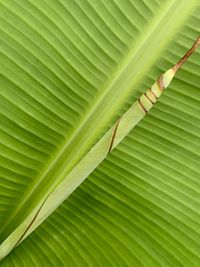 Full frame shot of plantain leaf
