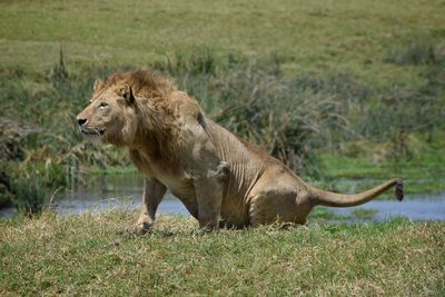 Side view of a lion on field